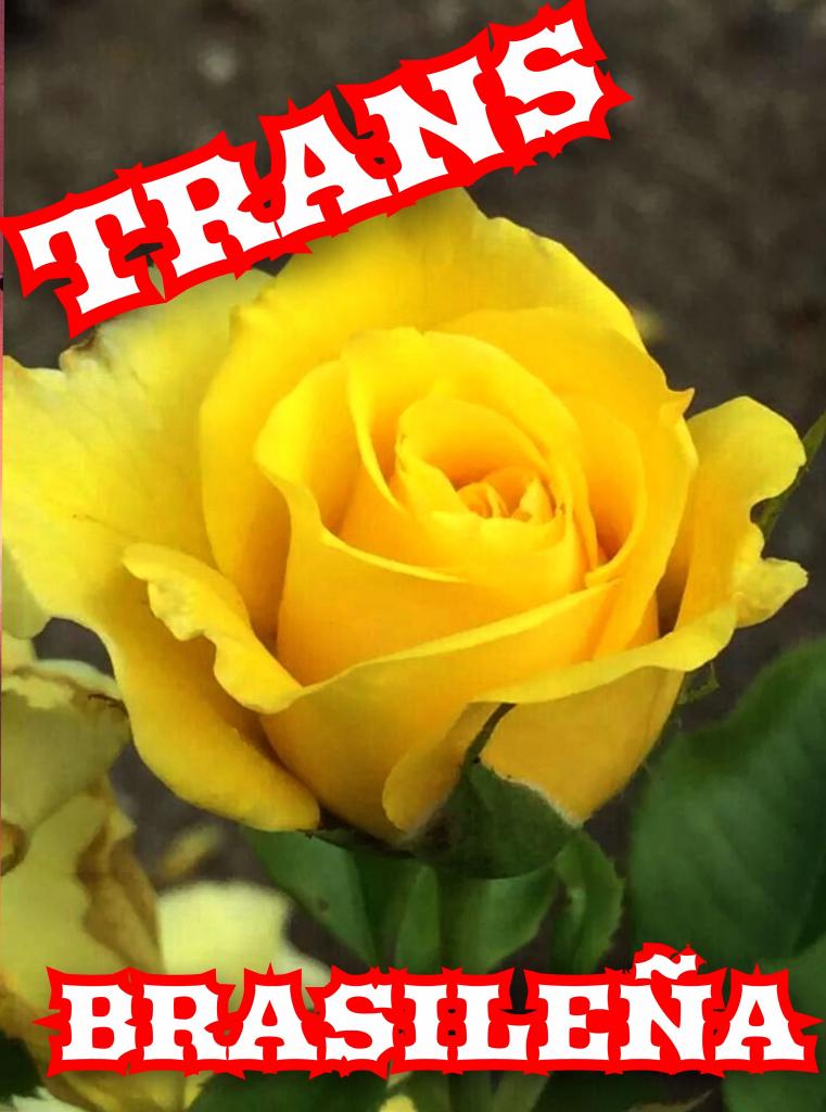 Transexual en Castellón: 