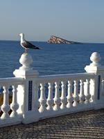 622643157: Chico busca chica en Valencia